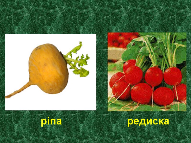 ріпа             